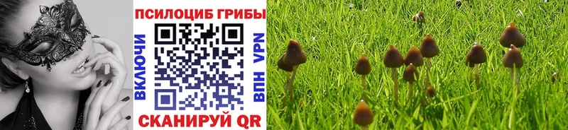 как найти   Новомичуринск  Псилоцибиновые грибы Psilocybine cubensis 